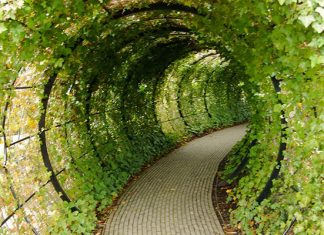 Alnwick: a unique garden where every plant wants to kill you