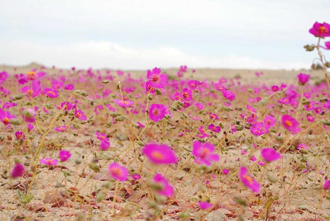 Atacama