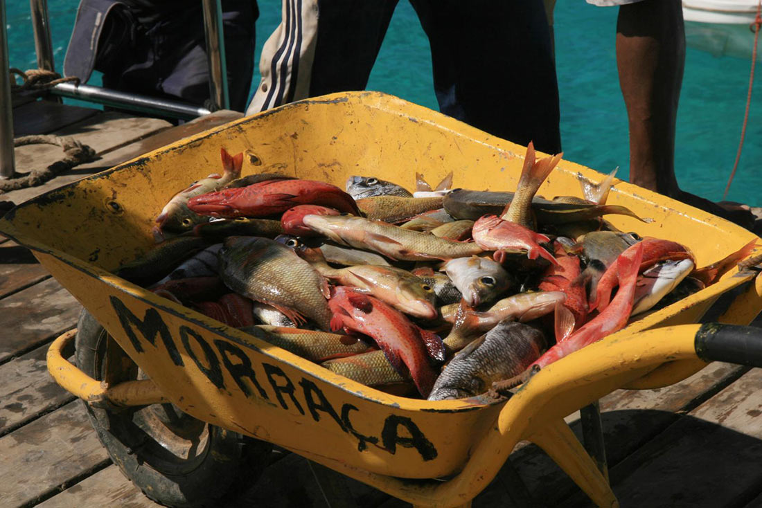 Fresh fish in the town of Santa Maria on the island of Sal