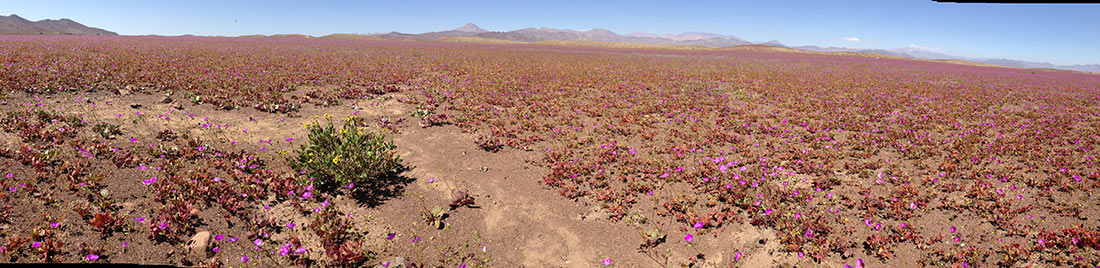 Atacama