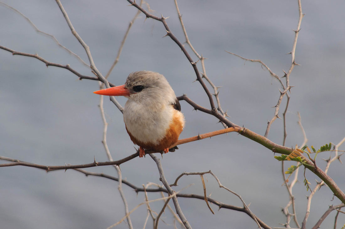 Greyheaded Kingfisher, the island of Santiago
