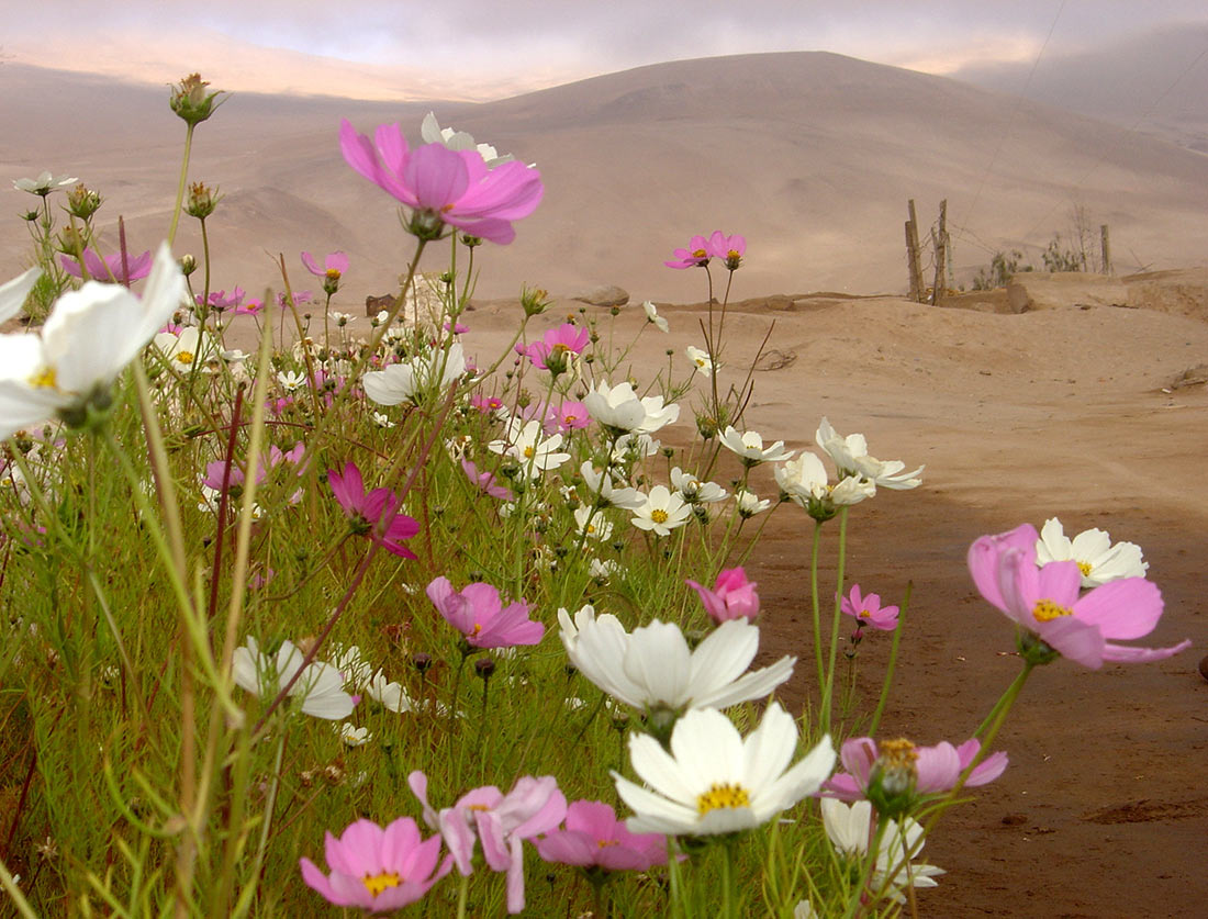 Atacama