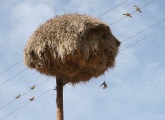 It’s hard to believe, but this haystack on a pole is a real natural wonder!