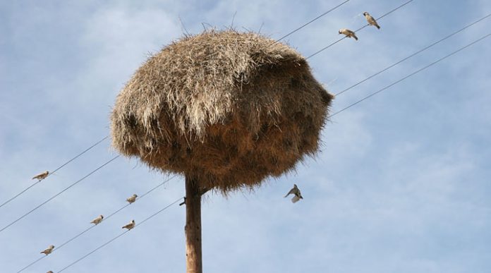 It’s hard to believe, but this haystack on a pole is a real natural wonder!