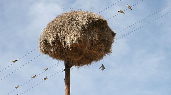 It’s hard to believe, but this haystack on a pole is a real natural wonder!