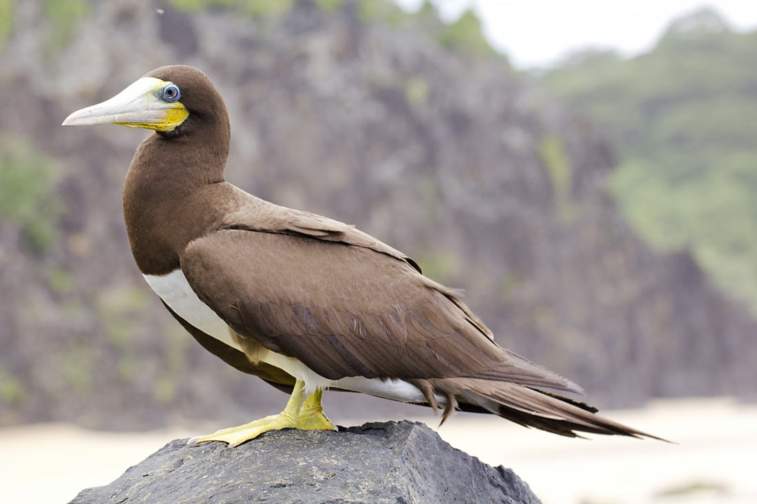 Fauna of Archipelago Fernando de Noronha