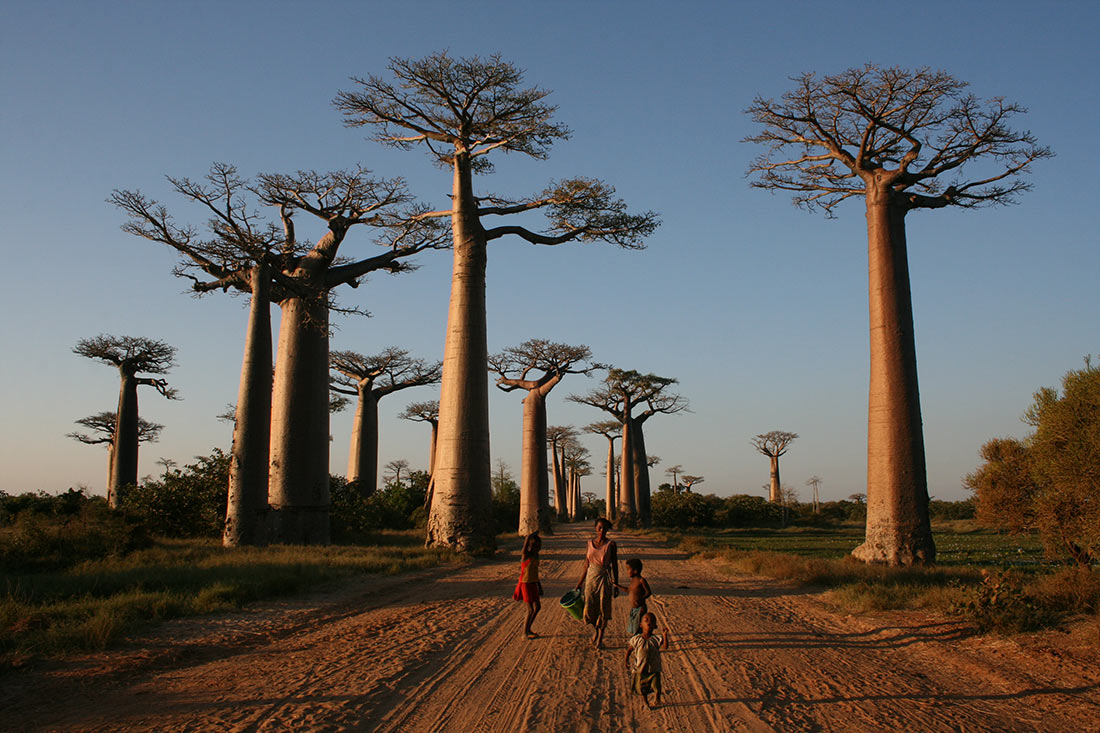 Avenue of the Baobabs