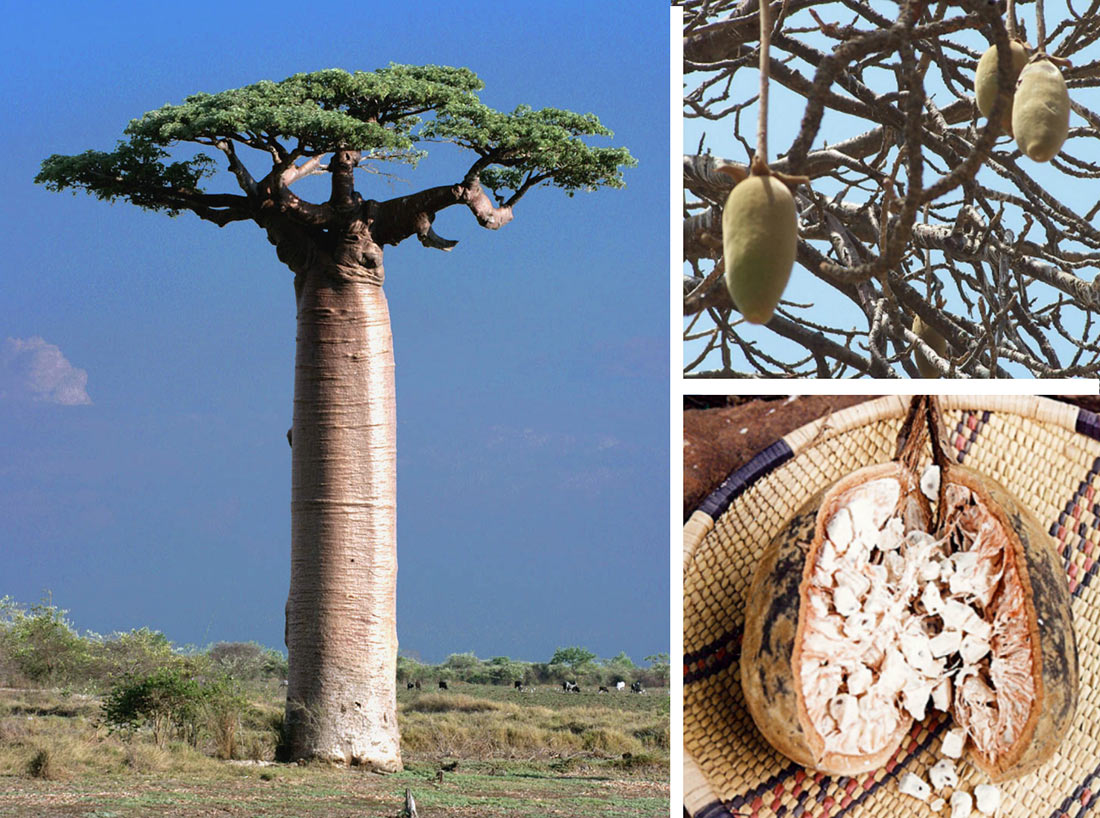 Avenue of the Baobabs