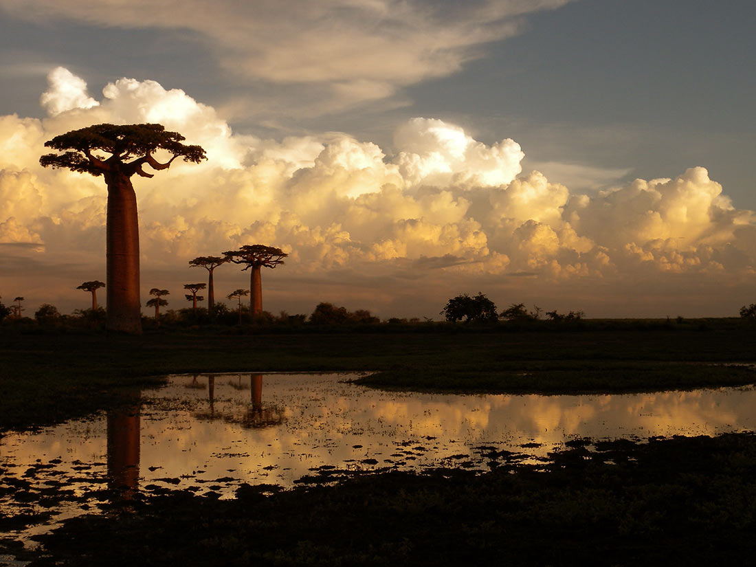 Avenue of the Baobabs