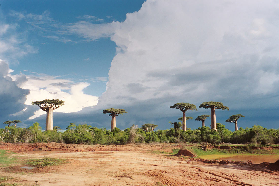 Avenue of the Baobabs