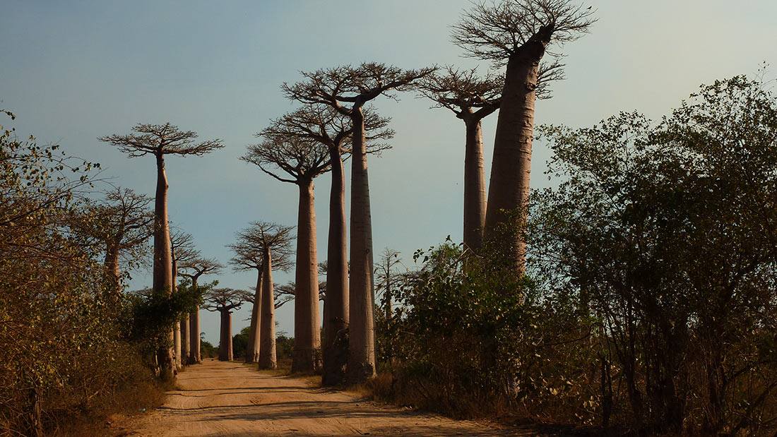 Avenue of the Baobabs