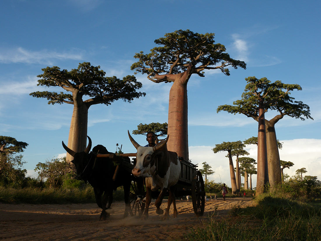 Avenue of the Baobabs