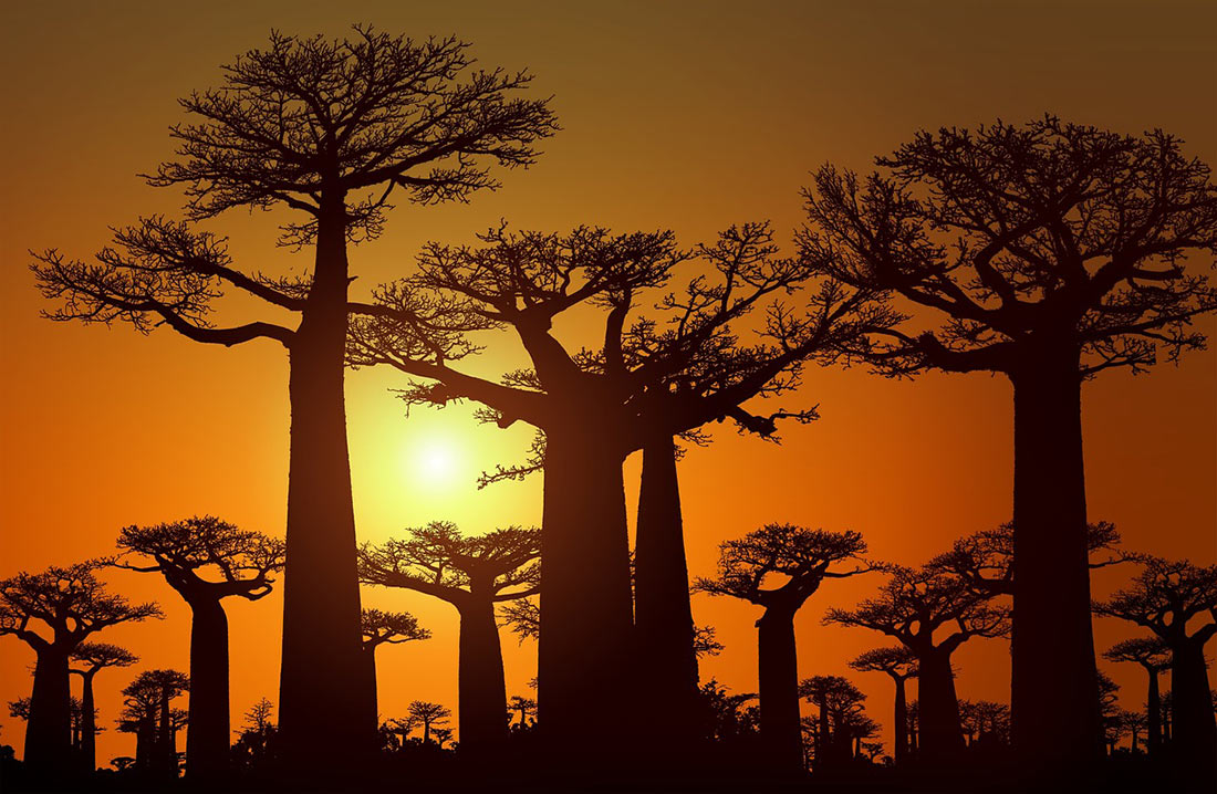 Avenue of the Baobabs