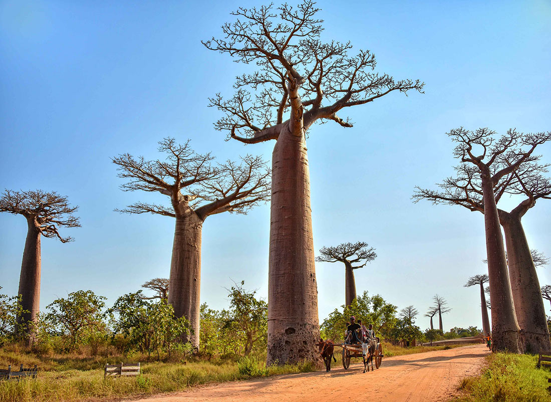 Avenue of the Baobabs