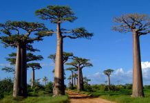 Avenue of the Baobabs: the most picturesque and incredible road on the island of Madagascar