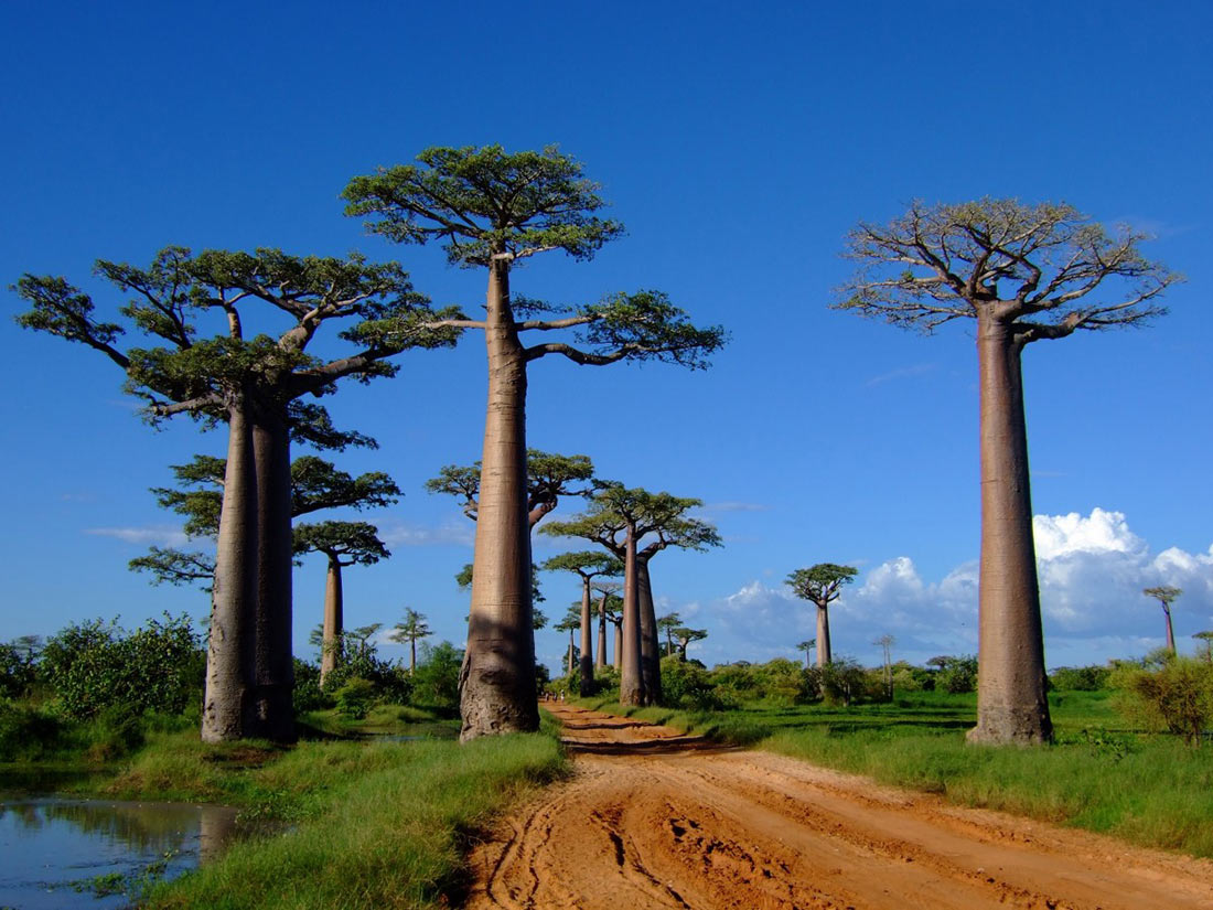 Avenue of the Baobabs