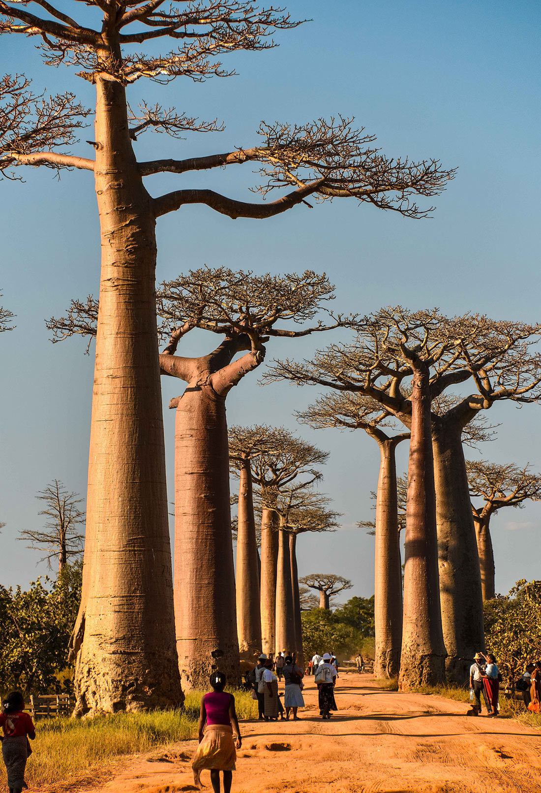 Avenue of the Baobabs