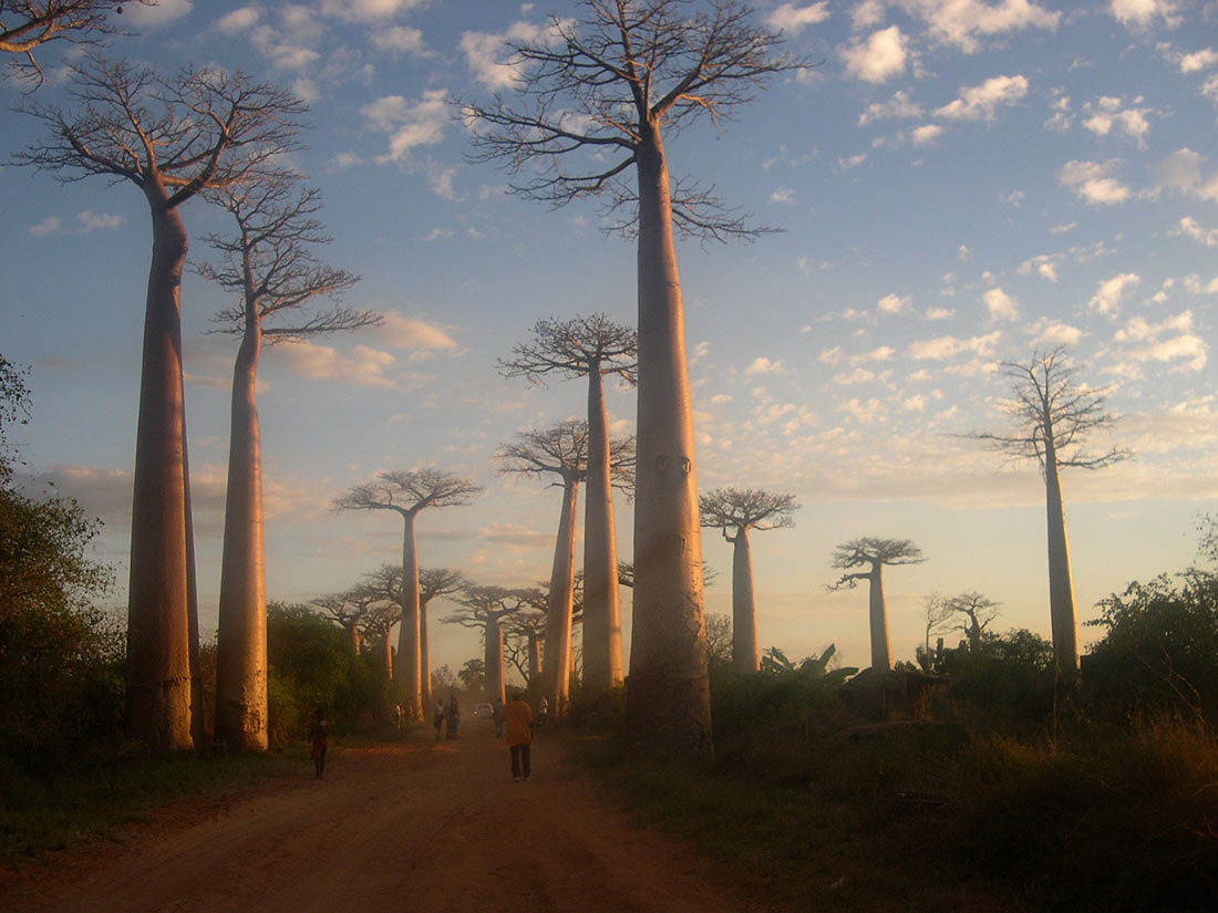 Avenue of the Baobabs