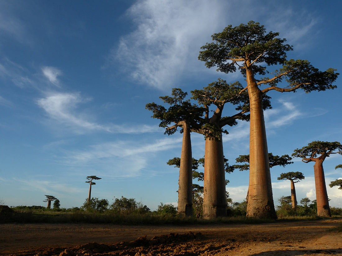 Avenue of the Baobabs