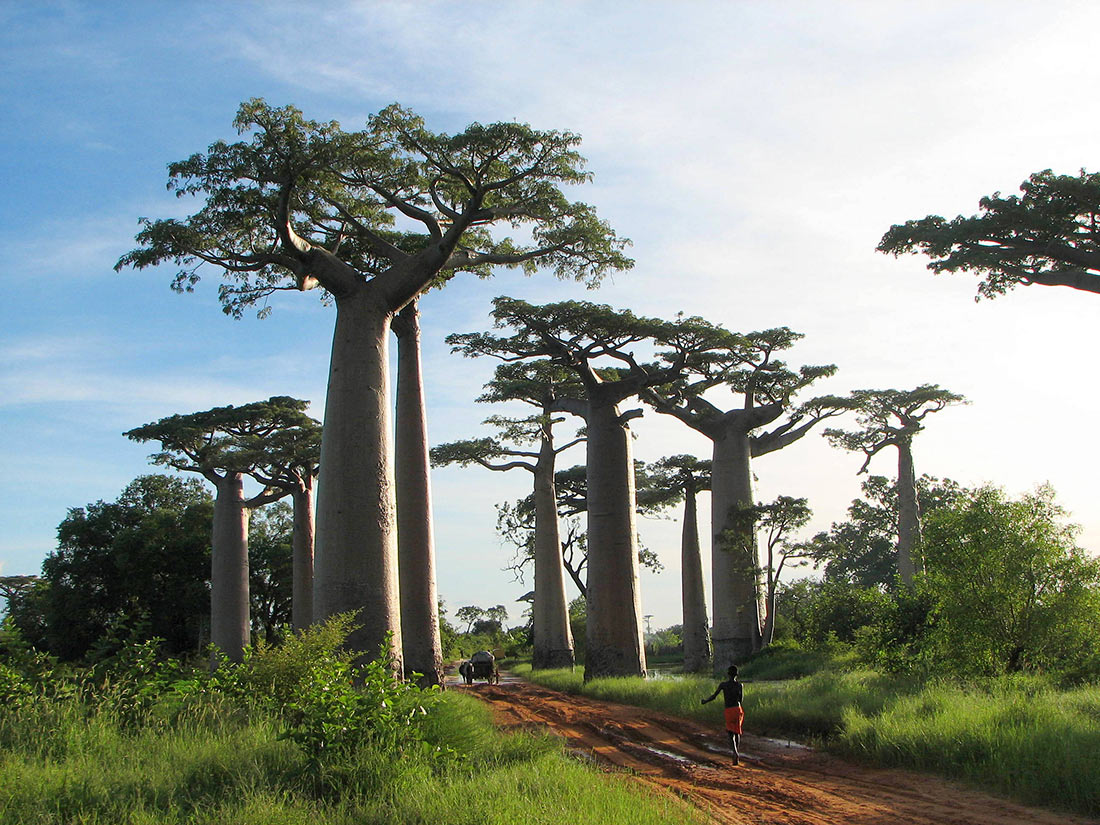 Avenue of the Baobabs