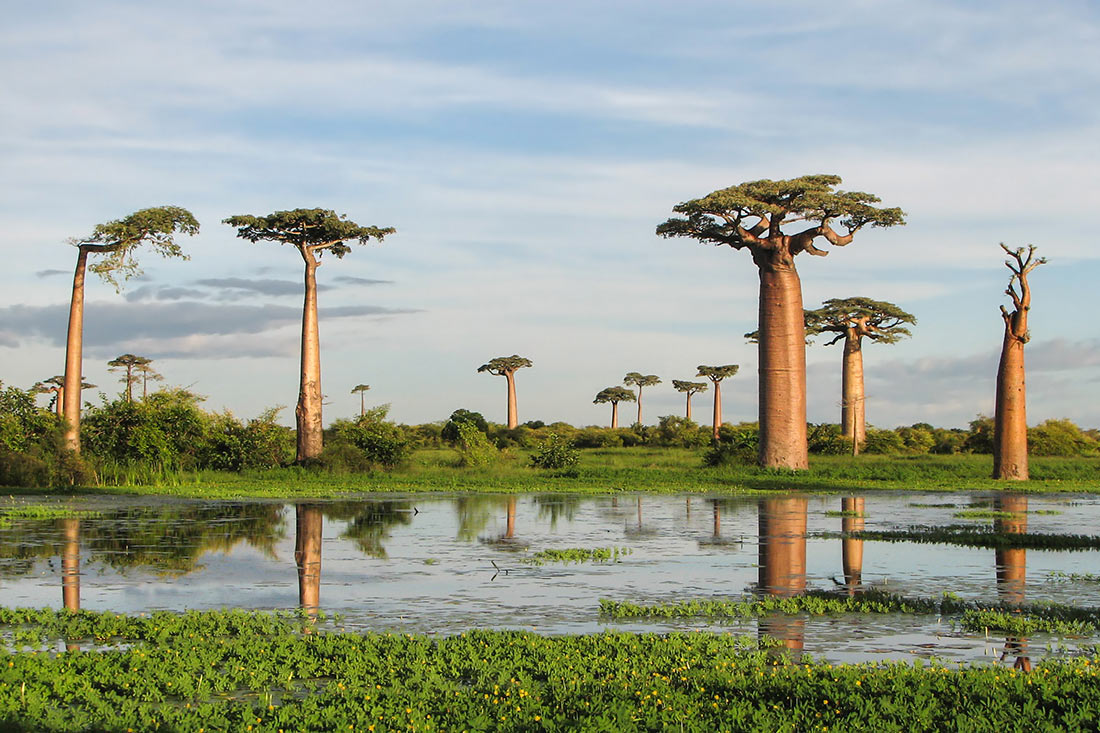 Avenue of the Baobabs