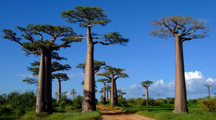 Avenue of the Baobabs: the most picturesque and incredible road on the island of Madagascar