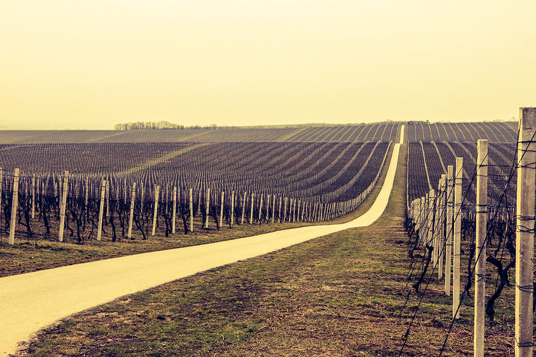 Winemaking in Croatia