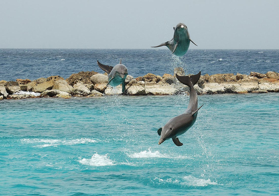 Curaçao Sea Aquarium Dolphin Show