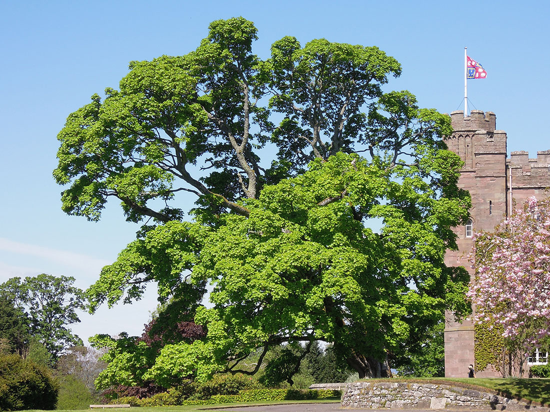 Scone Palace